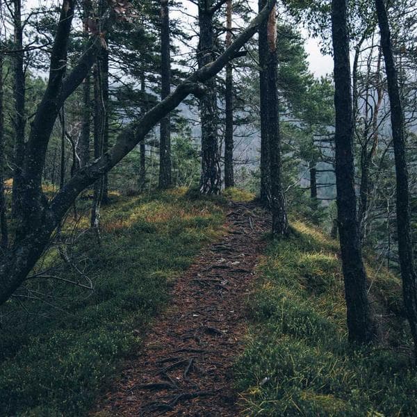 Japanese Chef's Knife
